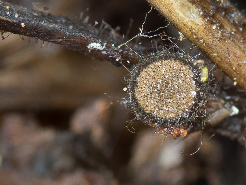 Desmazierella acicola